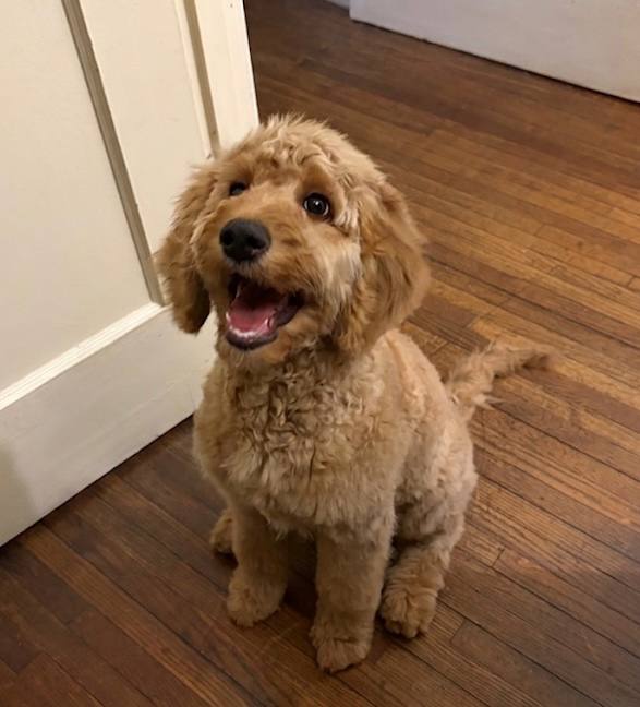 Penny the golden doodle